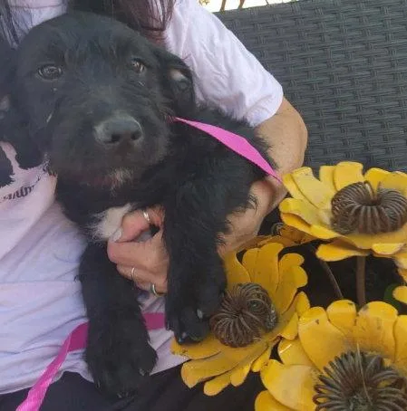 Daisy thumbnail 2