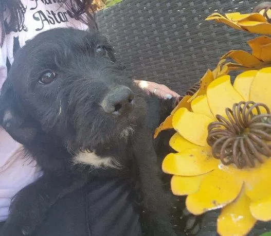 Daisy thumbnail 3