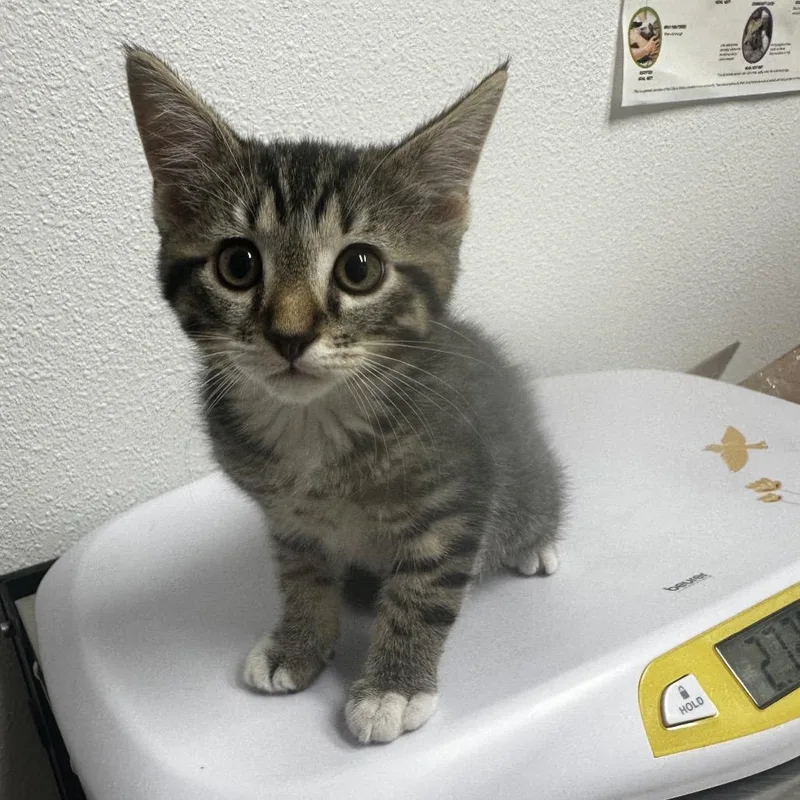 A baby small-sized male Black & White / Tuxedo Domestic Short Hair cat named Gyro for adoption in Ashland, OR