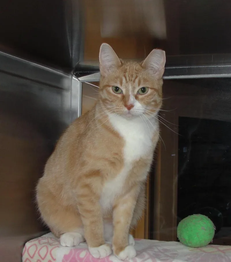 A young medium-sized female Orange / Red Domestic Short Hair cat named Rockwell for adoption in Plover, WI