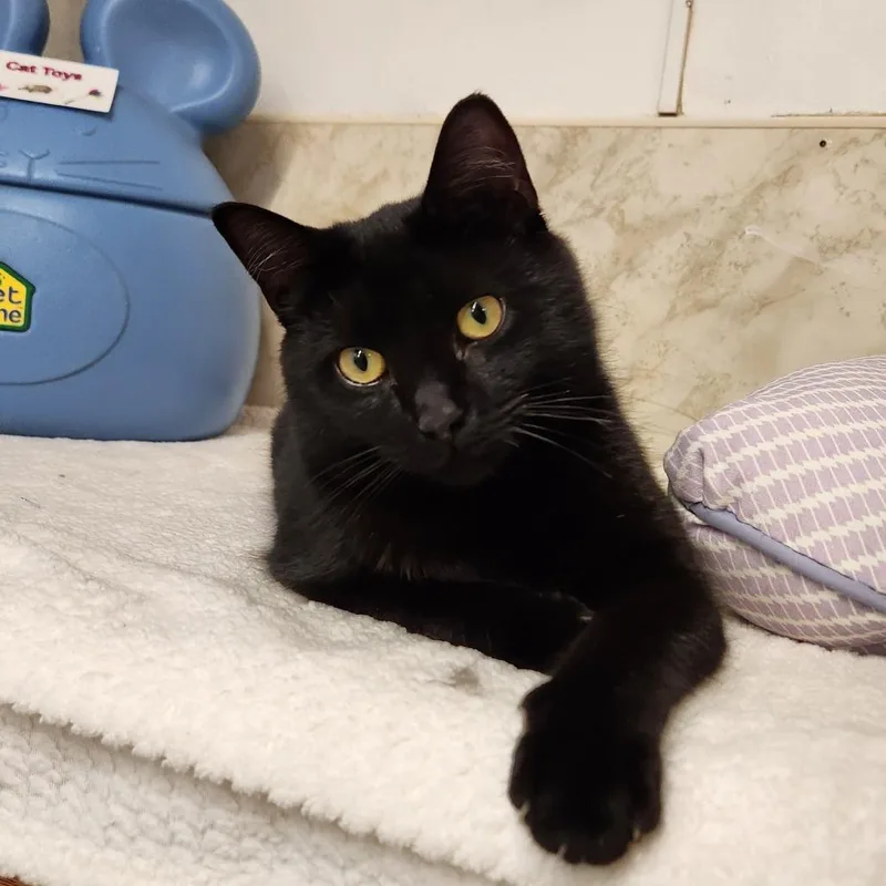 Widget
