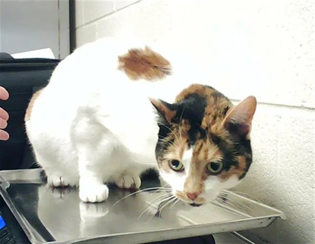 An adult medium-sized female Domestic Short Hair cat named Stella for adoption in Fayetteville, NC
