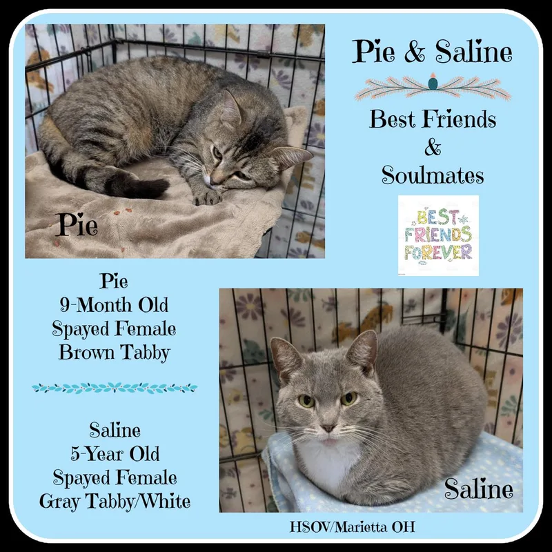 Pie and Saline thumbnail 2