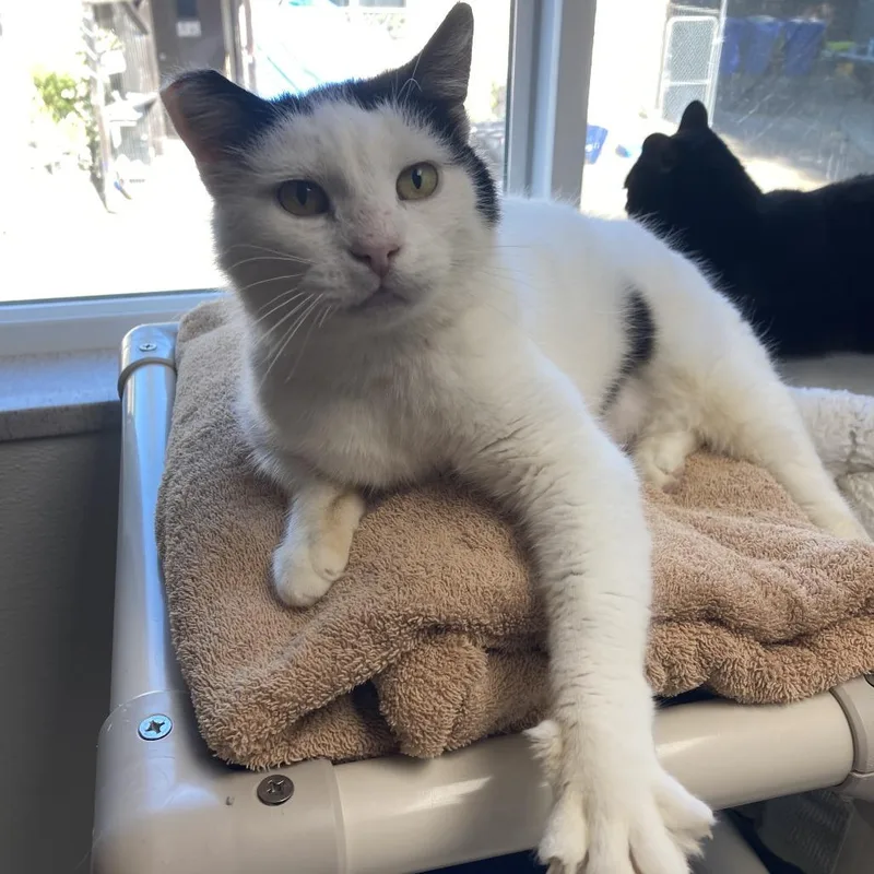 Ms. Crumbles thumbnail 2