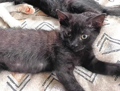 A baby small-sized female Domestic Short Hair cat named Maxine for adoption in Honolulu, HI