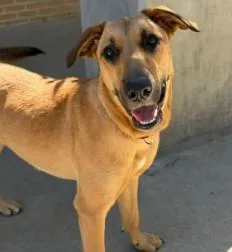 An adult large-sized female Shepherd dog named Ida for adoption in Kansas City, MO
