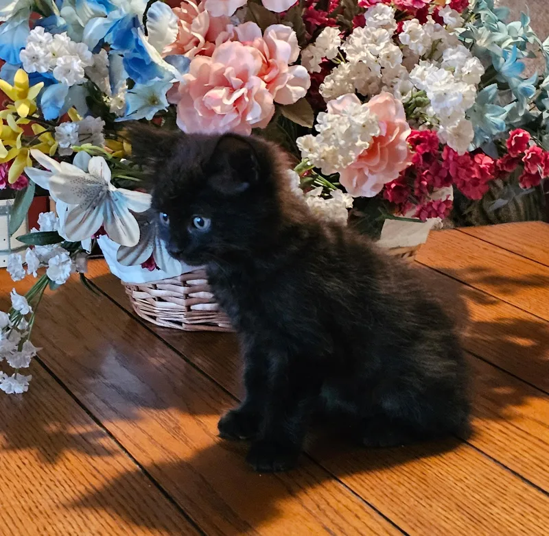 A baby medium-sized female Black & White / Tuxedo Domestic Short Hair cat named Panda for adoption in Sonora, CA
