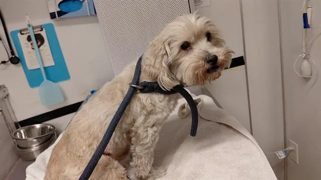 An adult medium-sized female Terrier dog named Breezy for adoption in Baldwin Park, CA