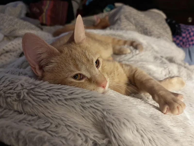 Sydney Florence thumbnail 3