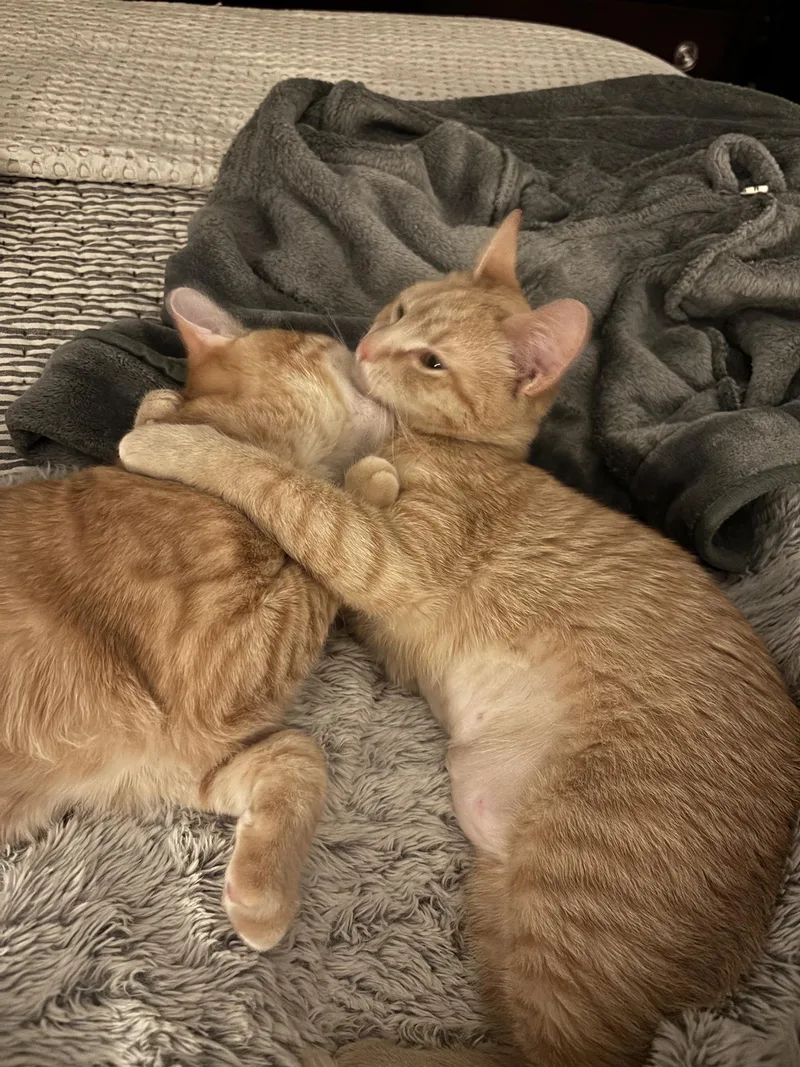 Sydney Florence thumbnail 5