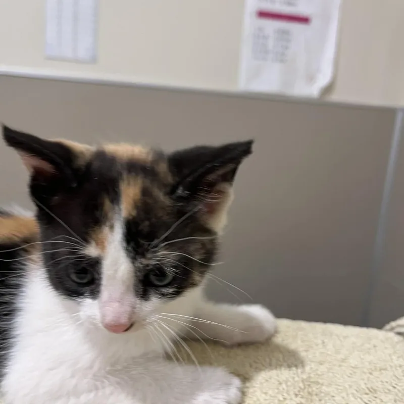 A baby small-sized female Orange / Red Domestic Short Hair cat named Poppy for adoption in Sonoma, CA
