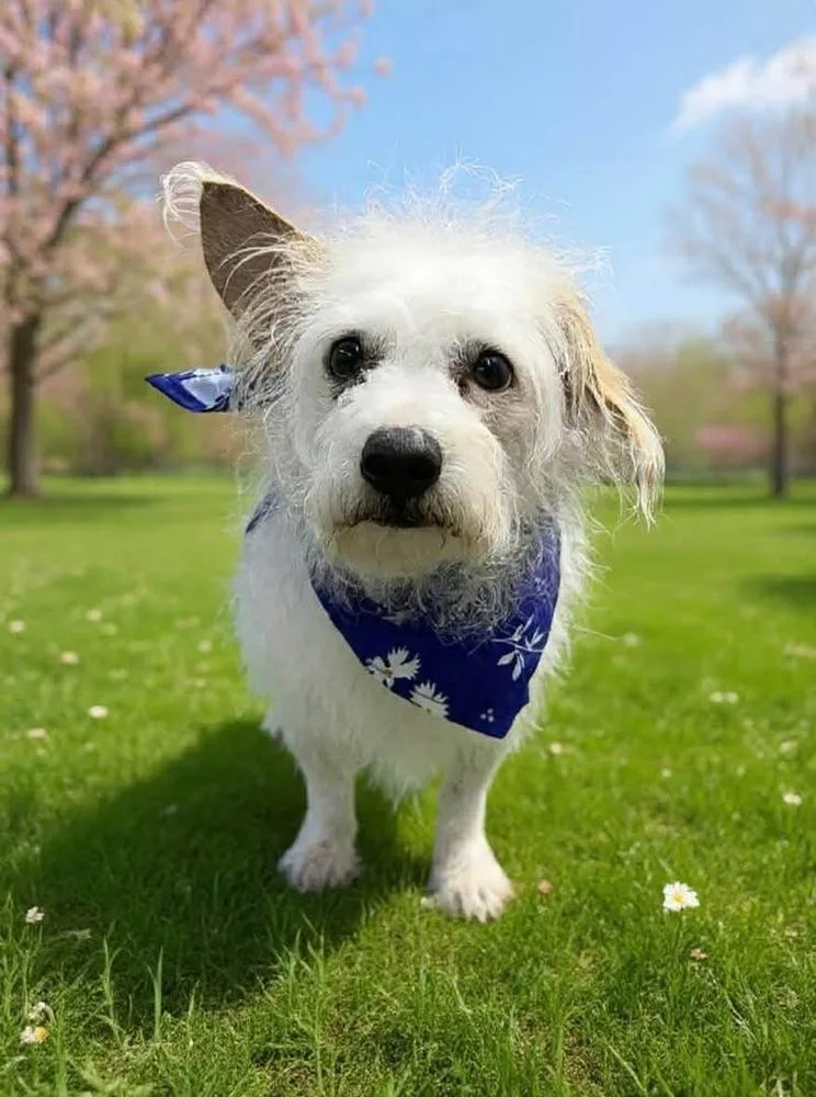 An adult small-sized male White / Cream Wire Fox Terrier dog named Winston for adoption in Middletown, CT