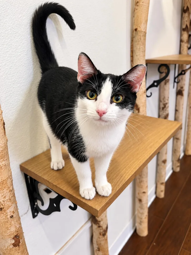 A young small-sized female Black & White / Tuxedo Tuxedo cat named Talkative Tini for adoption in Long Beach, CA