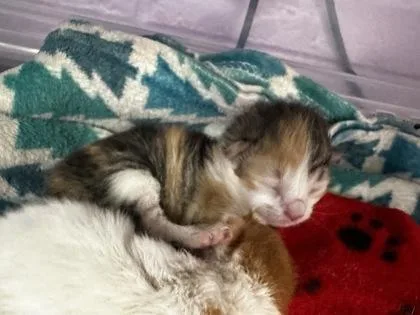 A baby small-sized female Orange / Red Domestic Short Hair cat named 61512452 for adoption in El Paso, TX