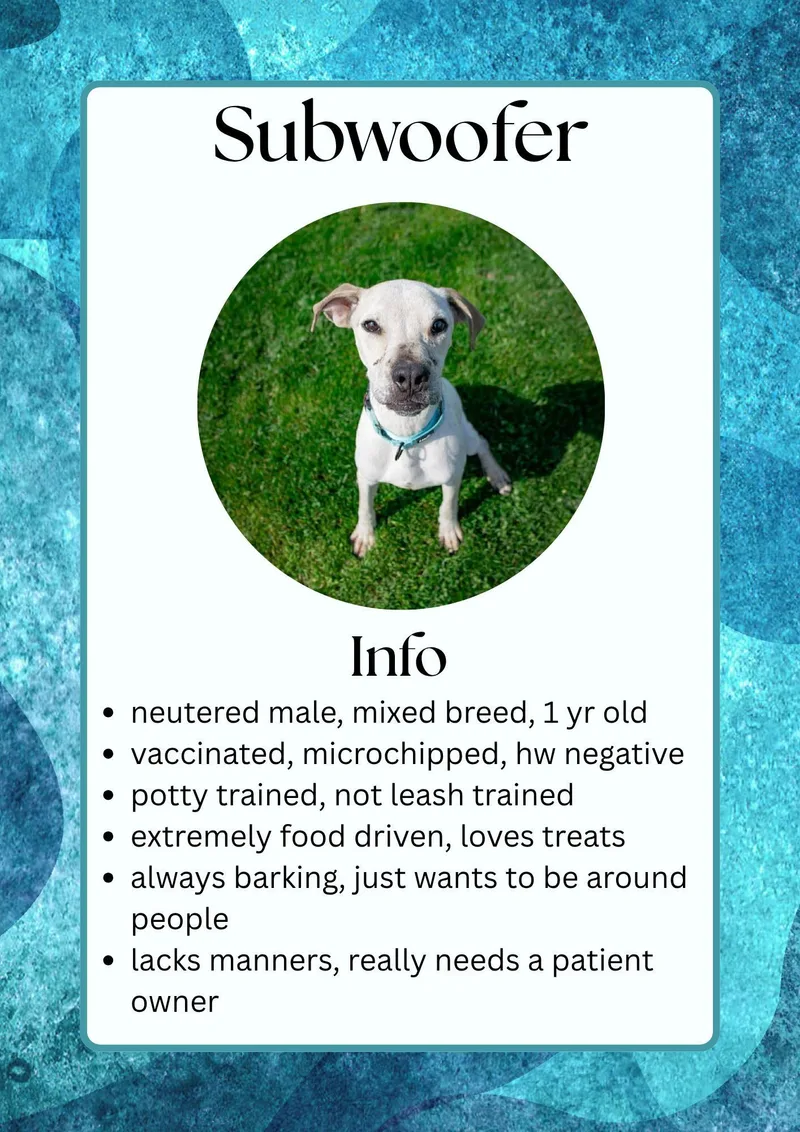A young medium-sized male White / Cream Mixed Breed dog named Subwoofer for adoption in Greensburg, IN