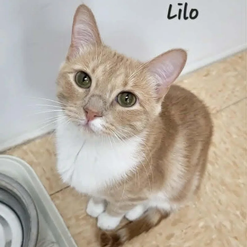 Lilo