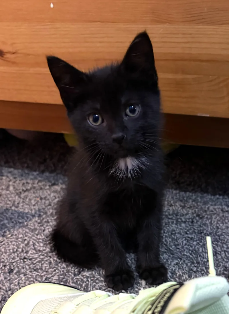 A baby medium-sized male Black Domestic Short Hair cat named Enzo for adoption in Wayne, NJ