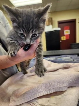 A baby small-sized female Domestic Short Hair cat named Joy for adoption in Independence, MO