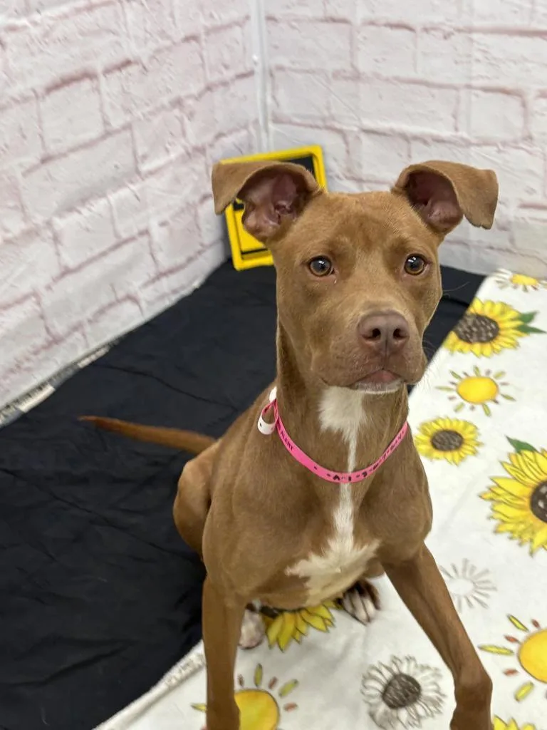 A young medium-sized female Vizsla dog named Harper for adoption in Detroit, MI