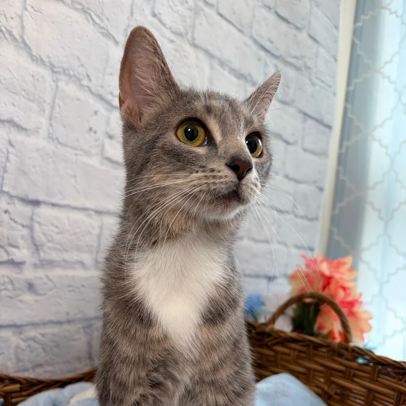 An adult medium-sized female Gray / Blue / Silver Domestic Short Hair cat named Rosemary for adoption in Harrisonburg, VA