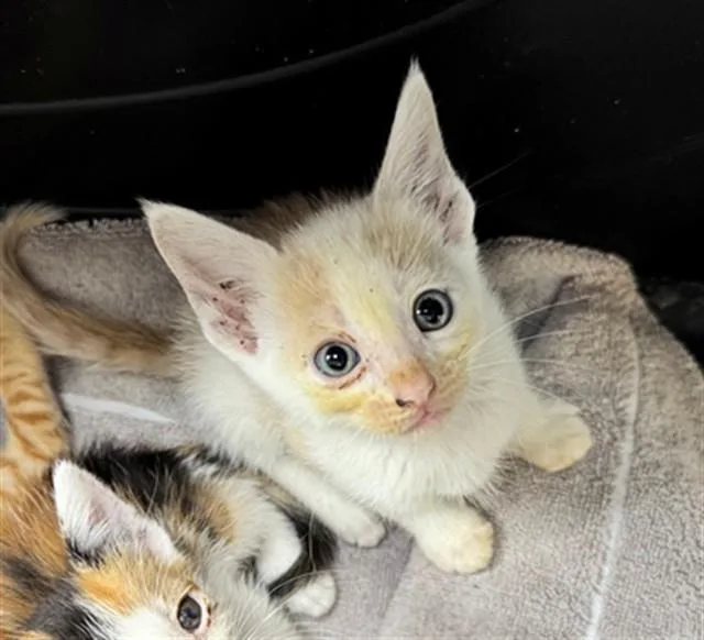 A baby small-sized male Domestic Short Hair cat named Honey Mustard for adoption in Naples, FL