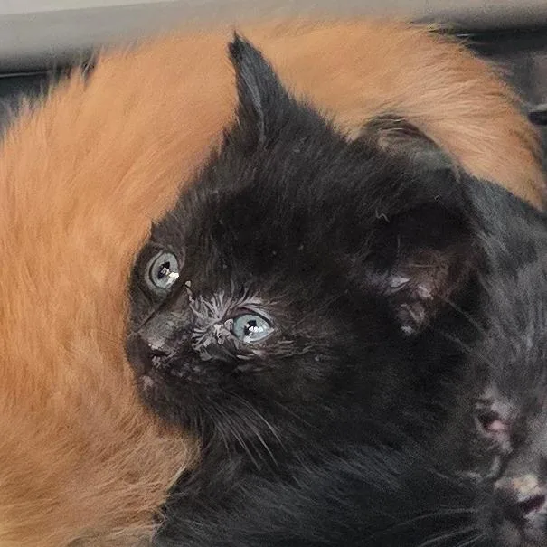 A baby small-sized female Black Domestic Short Hair cat named Peter for adoption in Grantsville, UT