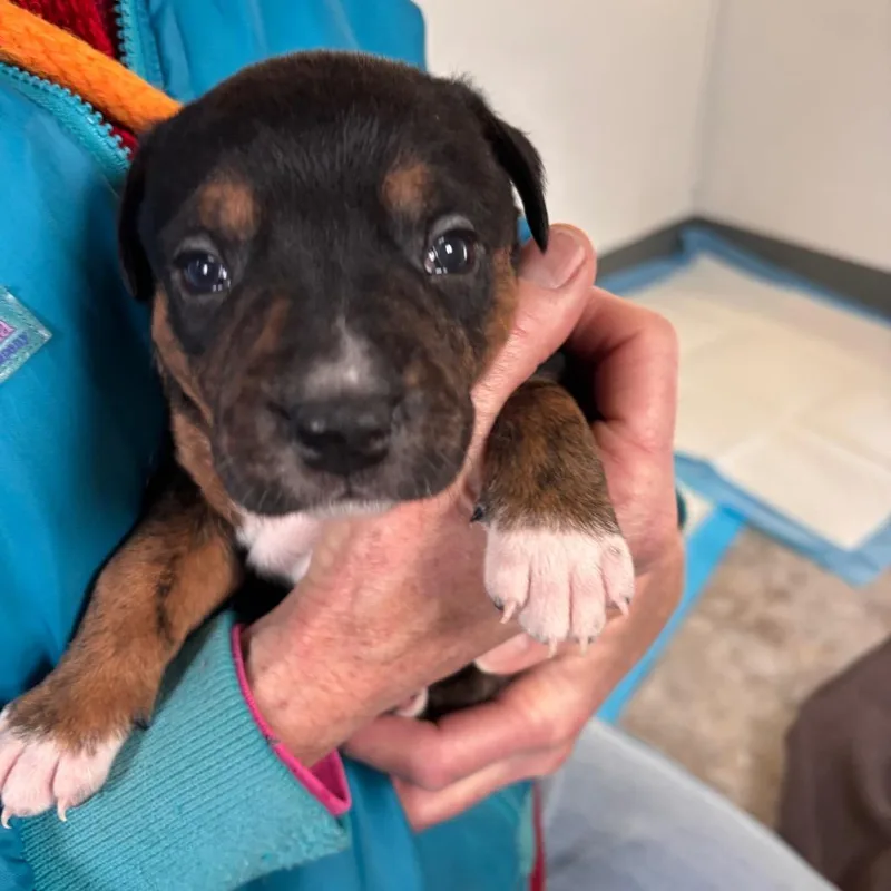 Omelette thumbnail 2