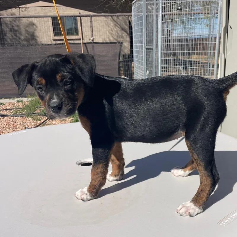 Omelette thumbnail 3