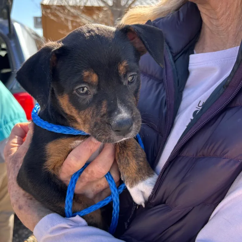 Omelette thumbnail 4