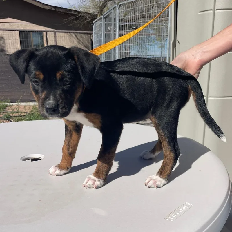 Omelette thumbnail 5