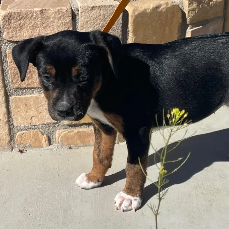 Omelette thumbnail 6