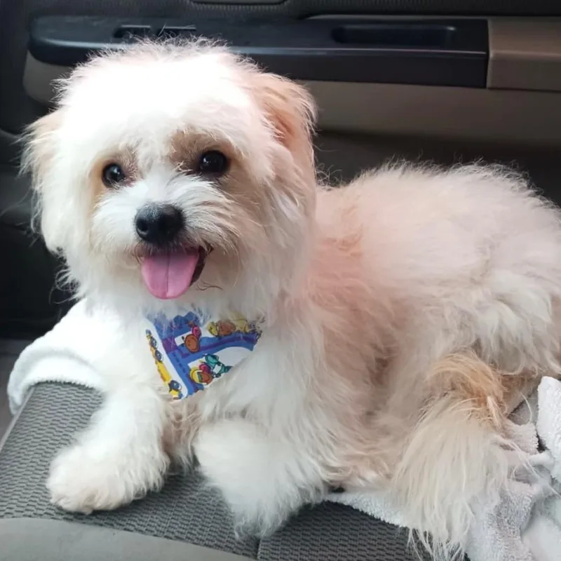 A young small-sized male White / Cream Maltese dog named Beau for adoption in Houston, TX