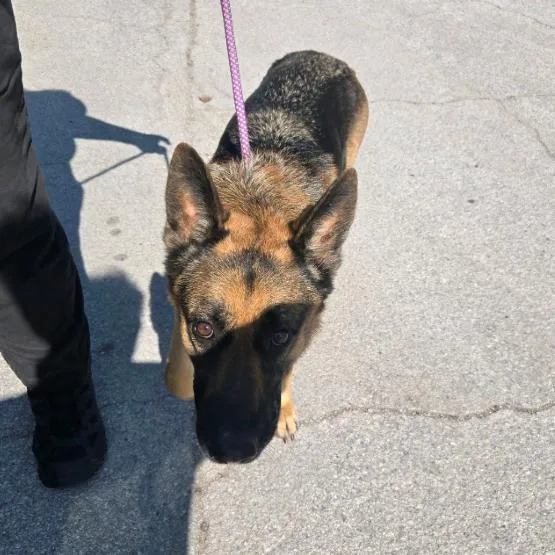 An adult large-sized female Brown / Chocolate German Shepherd Dog dog named Eva Mae for adoption in St. Louis, MO