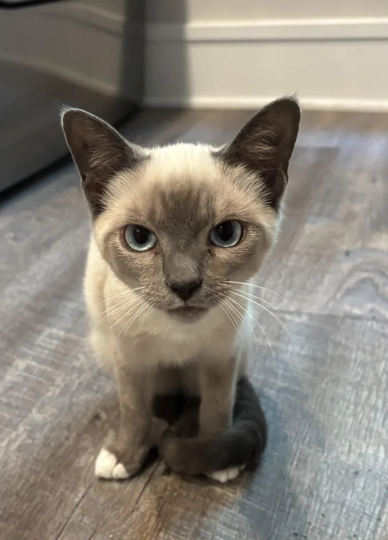 A young medium-sized male Siamese cat named Winston for adoption in King George, VA