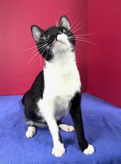 A young medium-sized female Black & White / Tuxedo Domestic Short Hair cat named Vivian for adoption in Hawk Point, MO