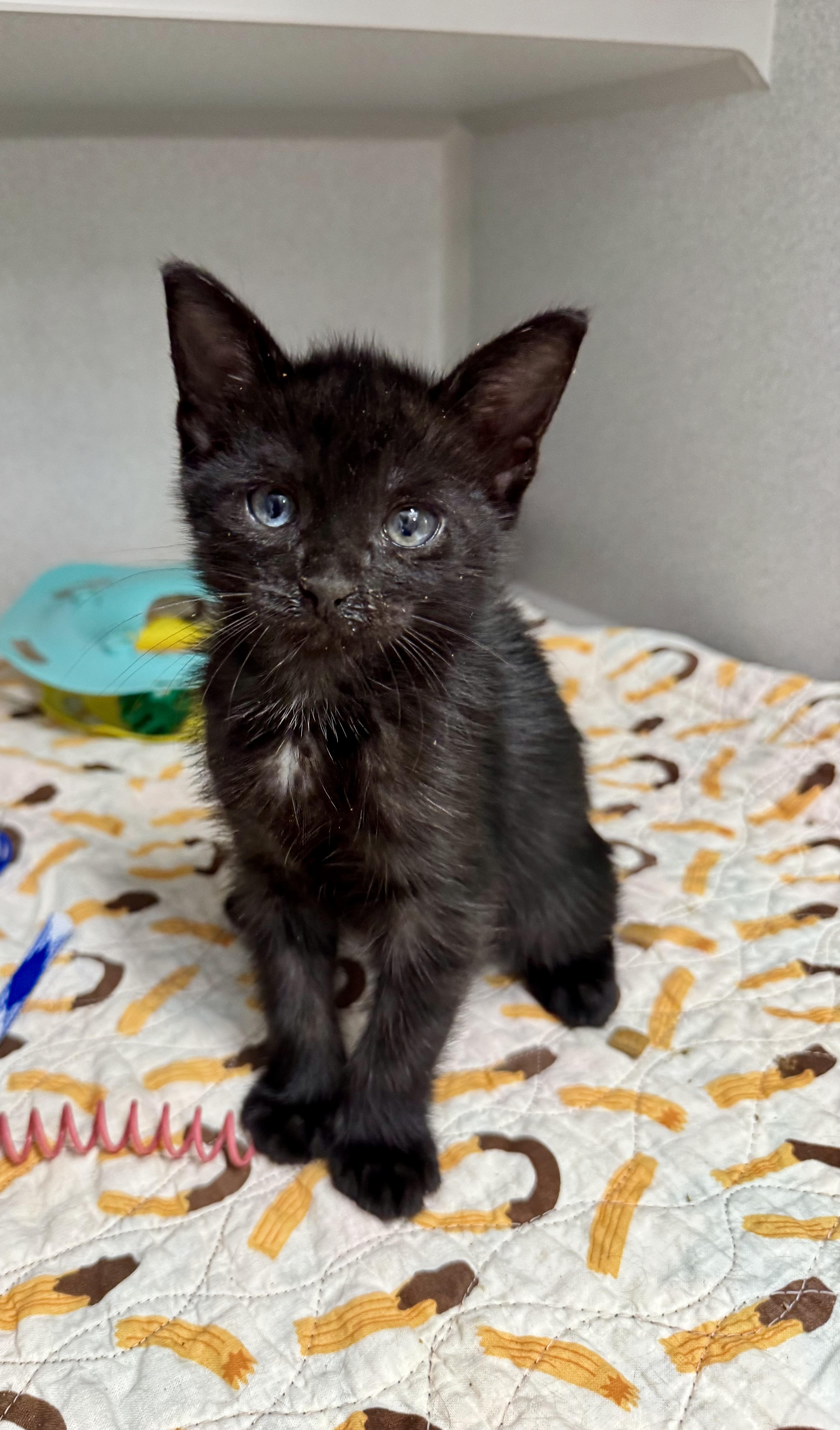 A baby medium-sized female Black Domestic Short Hair cat named Binks for adoption in Red Bluff, CA