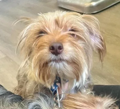 A young small-sized female Yorkshire Terrier dog named Hannah for adoption in Annapolis, MD