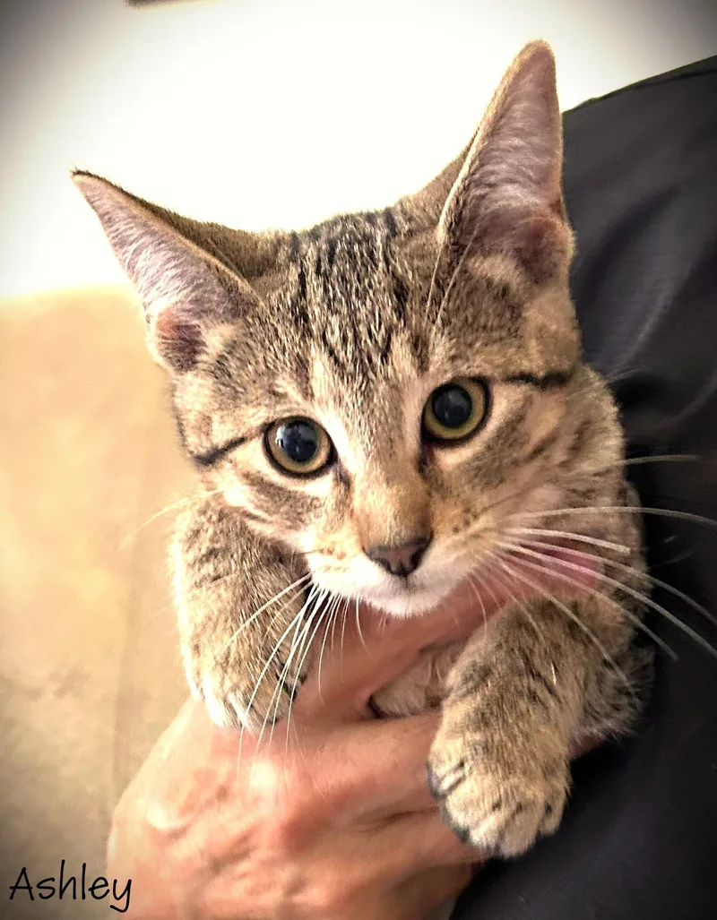 A baby small-sized female Tabby (Gray / Blue / Silver) Domestic Short Hair cat named Ashley for adoption in Mankato, MN