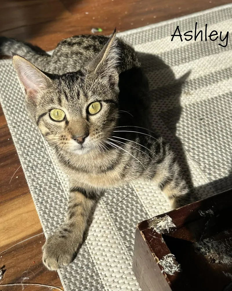 Ashley thumbnail 3