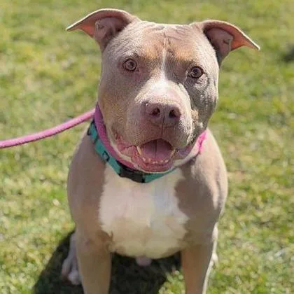 A senior large-sized male Gray / Blue / Silver Staffordshire Bull Terrier dog named Lil Nas for adoption in Ashtabula, OH