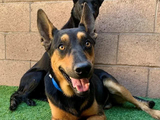 A young medium-sized male Shepherd dog named Rolly for adoption in Moreno Valley, CA
