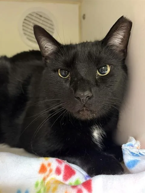 An adult small-sized male Domestic Short Hair cat named Miko for adoption in Indianapolis, IN