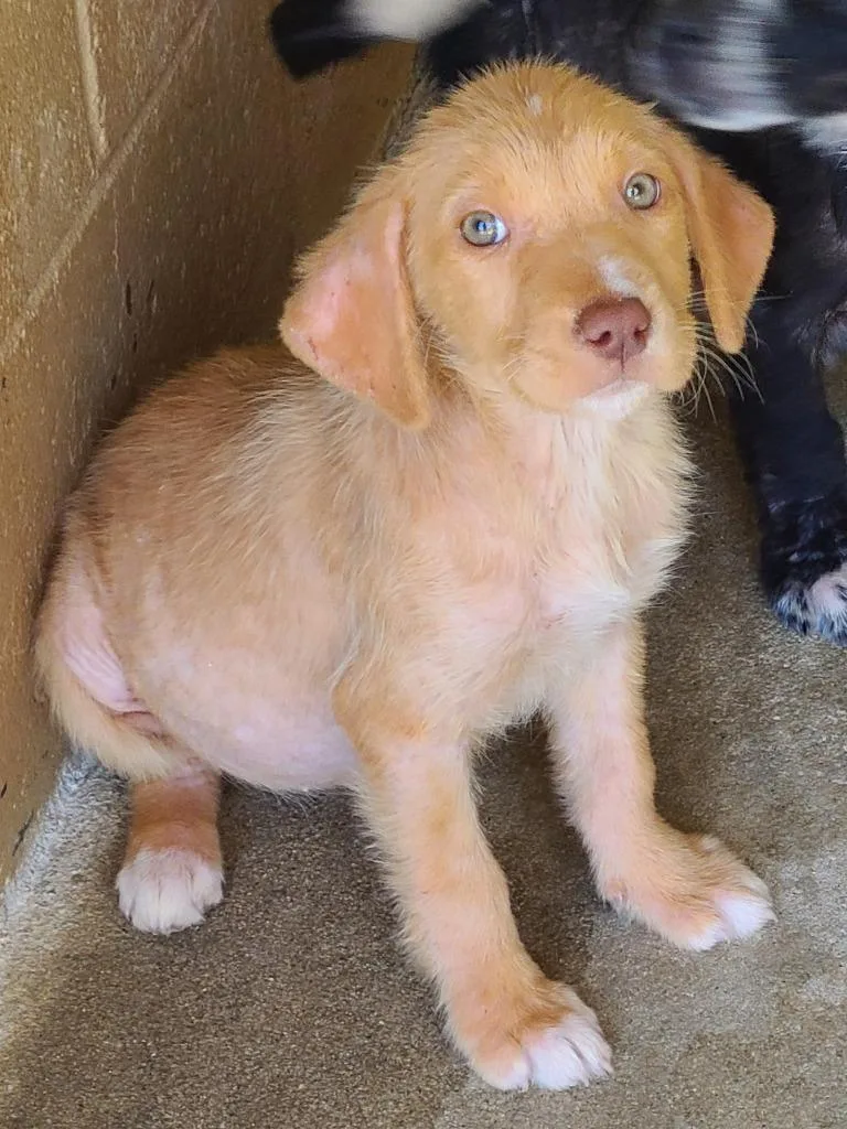 A baby medium-sized female Labrador Retriever dog named Zola for adoption in Swainsboro, GA