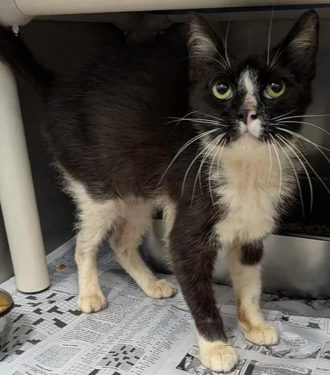An adult medium-sized female Black & White / Tuxedo Domestic Short Hair cat named English for adoption in Evansville, IN
