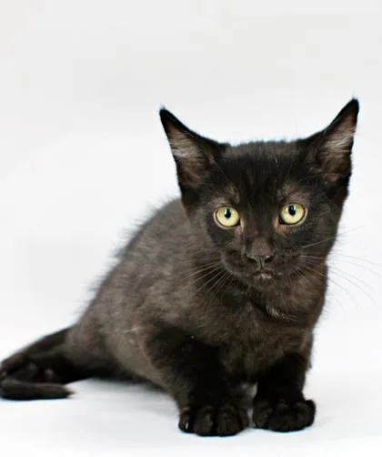 A baby small-sized male Domestic Medium Hair cat named Rowen for adoption in Morton Grove, IL