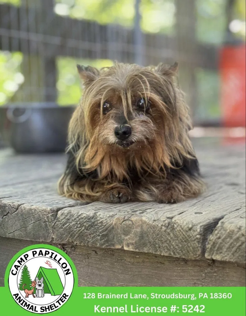 An adult small-sized female Yorkshire Terrier dog named Fuecoco for adoption in Stroudsburg, PA