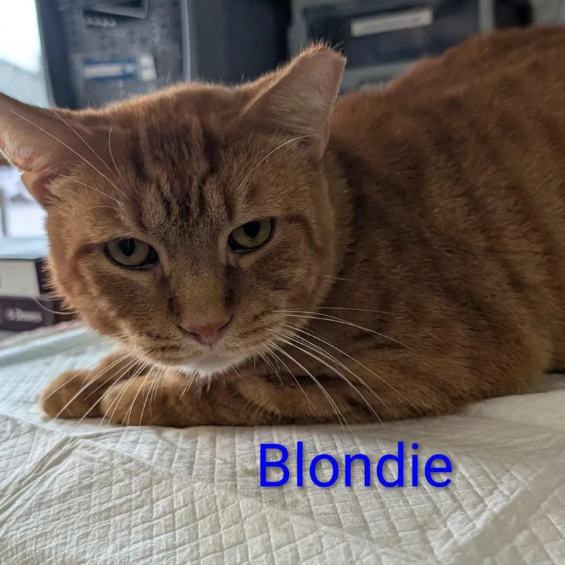 An adult small-sized male Orange / Red Domestic Short Hair cat named Blondie for adoption in Carmel, IN