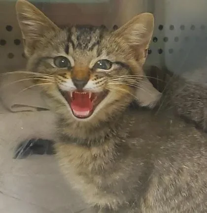 A young large-sized male Domestic Medium Hair cat named Linkin for adoption in Kansas City, MO