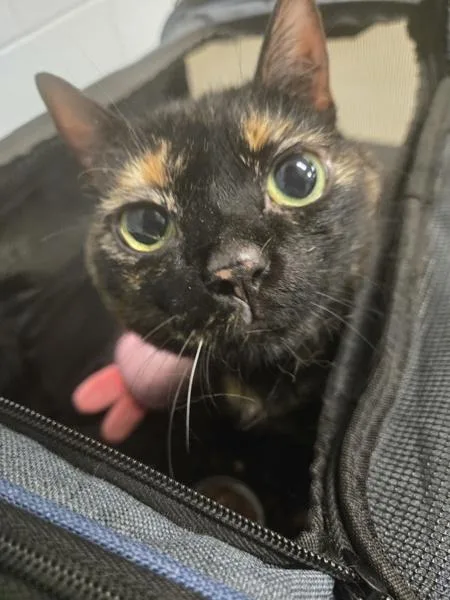 A senior large-sized female Domestic Short Hair cat named Dora for adoption in Millersville, MD