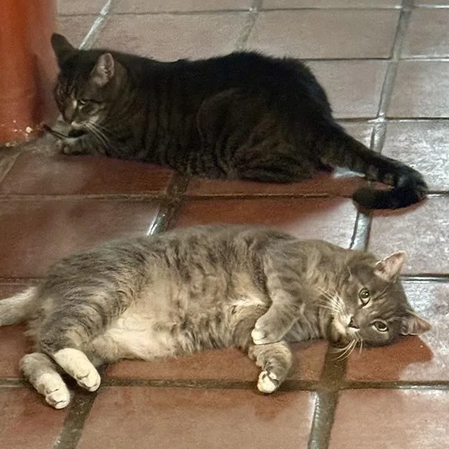 A senior extra large-sized male Domestic Short Hair cat named Big Kit for adoption in Santa Fe, NM